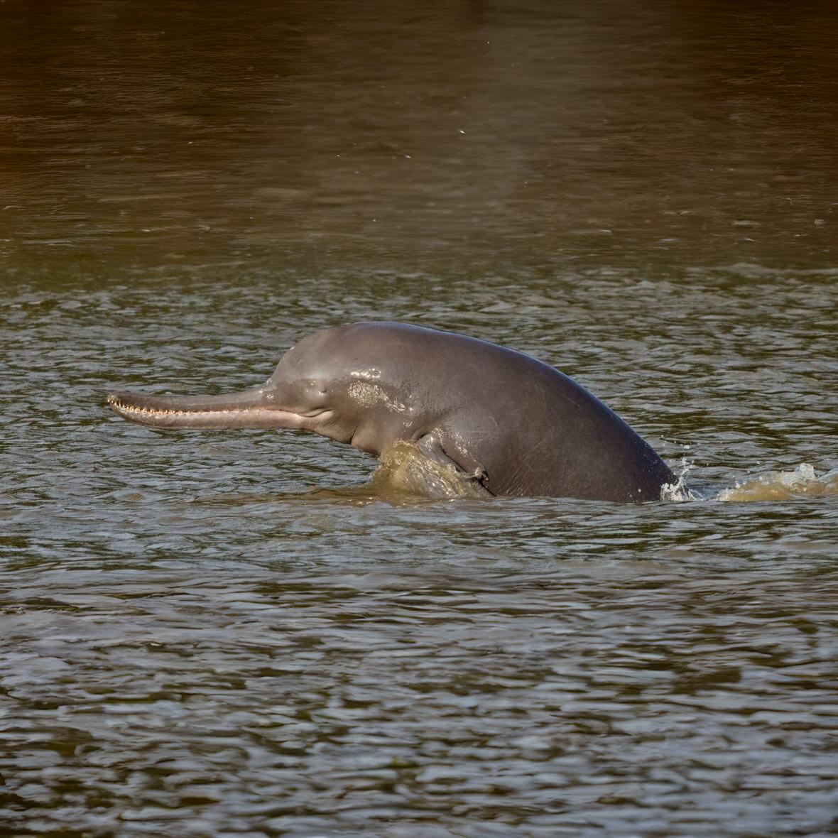 Dolphin Trip